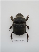 藏品(金龜科(一)外國)的圖片